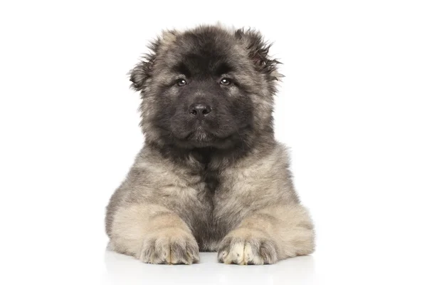 中央アジアのシェパードの子犬 — ストック写真