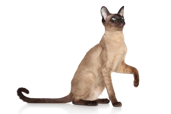 Oriental Siamese cat — Stock Photo, Image