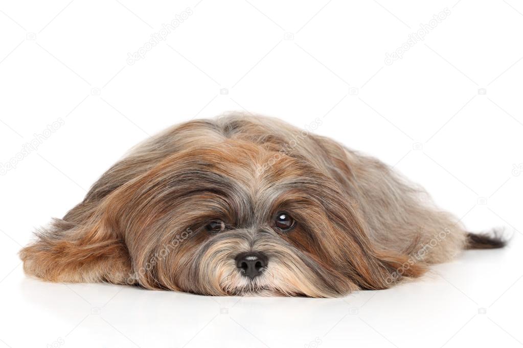 Lhasa Apso on a white background