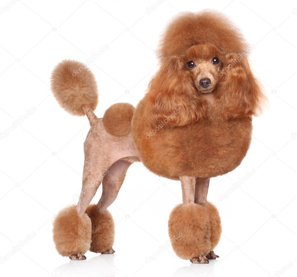 orange toy poodle