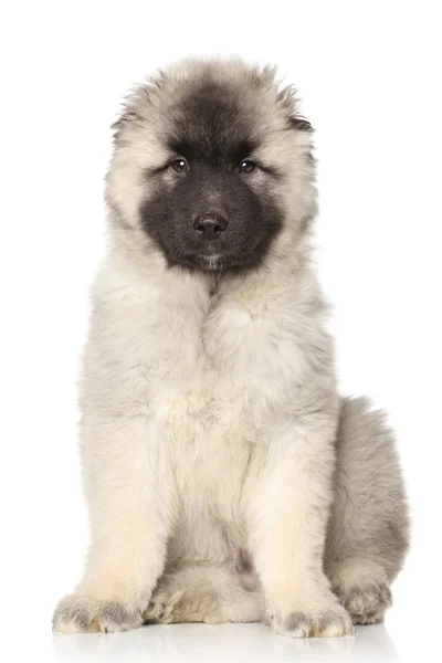 Retrato de un cachorro Alabai — Foto de Stock