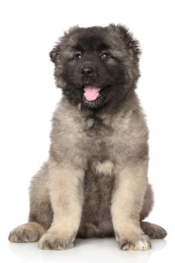 mutlu köpek yavrusu
