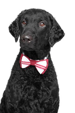 Siyah kıvırcık kaplamalı geri almak papyon