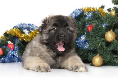 Orta Asya çoban köpek