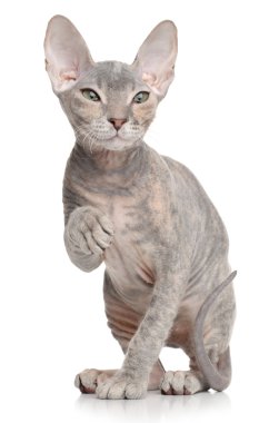 Don sphynx kedi yavrusu