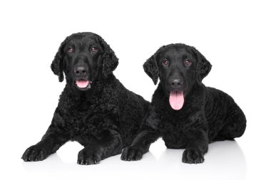 Siyah kaplı kıvırcık Retriever