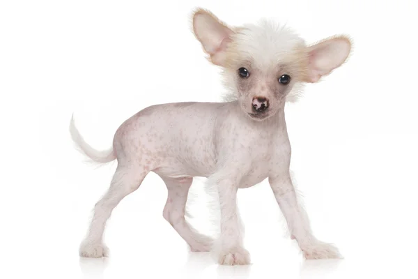 Chinese crested puppy on white background — Stock Photo, Image