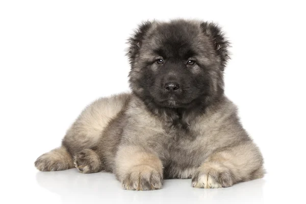 Central Asian Shepherd puppy in front of white background — Stock Photo, Image