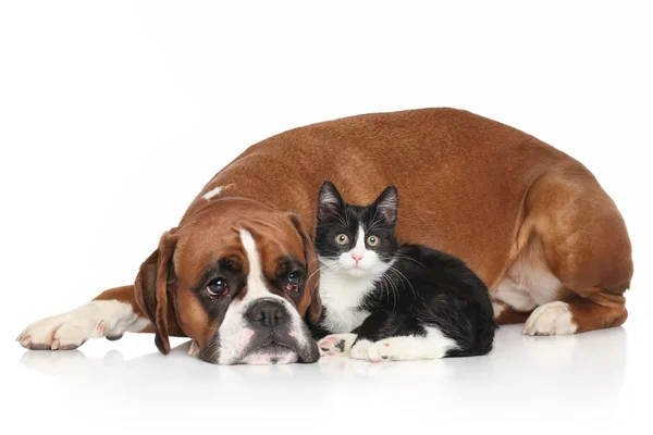 Cane e gatto insieme su sfondo bianco — Foto Stock