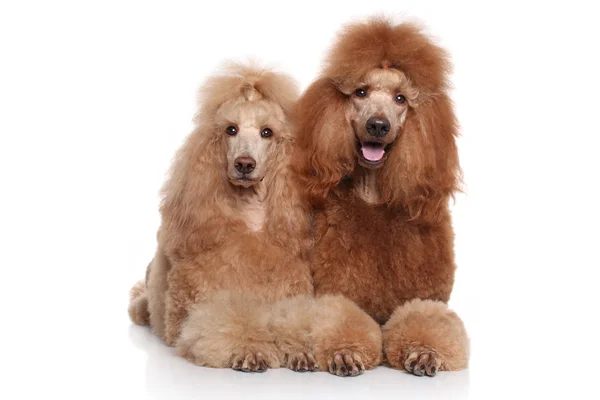Dois poodles padrão — Fotografia de Stock