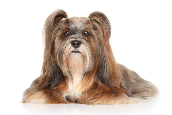 Retrato de Lhasa Apso — Foto de Stock