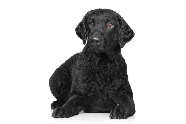 Curly coated retriever — Stock Photo, Image