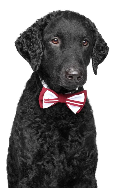 Curly coated retriever in bow tie — Stockfoto