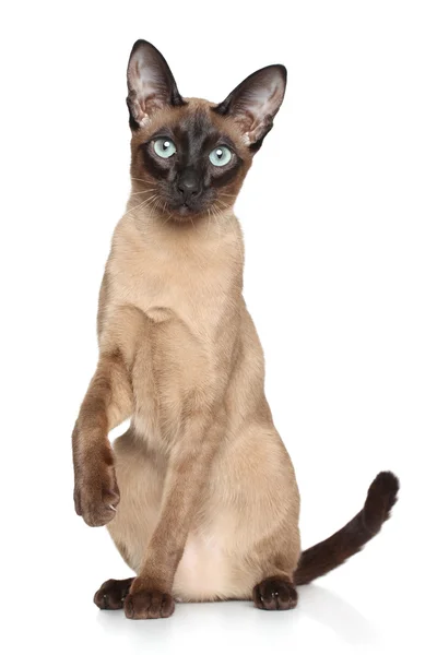 Gato oriental — Foto de Stock