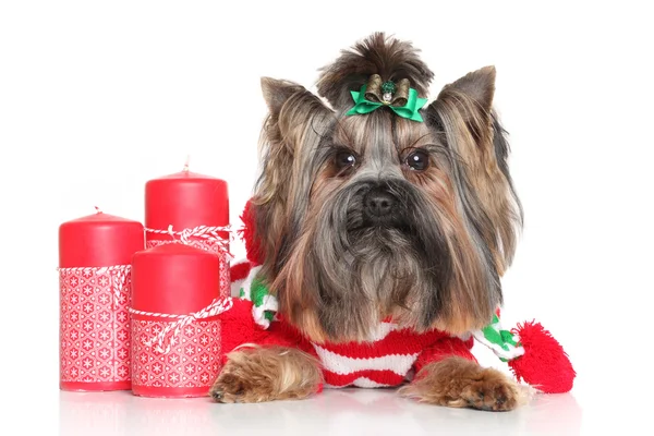 Yorkshire Terrier con candele rosse di Natale — Foto Stock