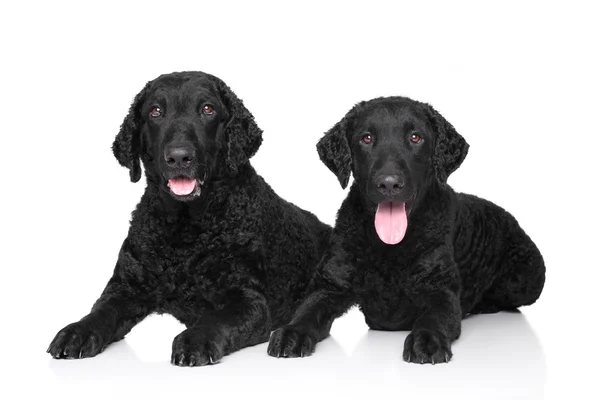 Black Curly coated retrievers — Stock Photo, Image