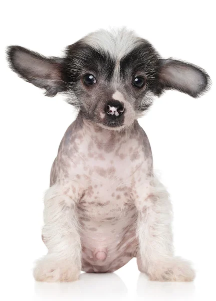 Chinese crested puppy — Stockfoto