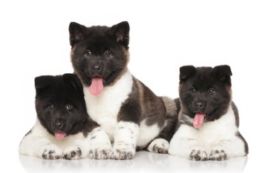 Akita köpekleri beyaz arka plan önünde
