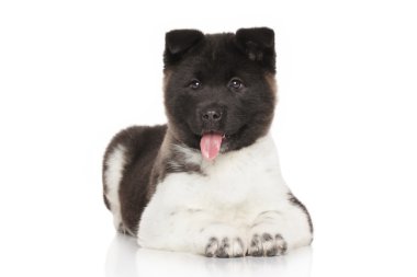 beyaz zemin üzerinde Akita köpek yavrusu