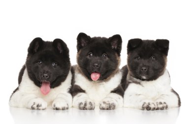Beyaz arka plan üzerinde akita kukla grubu
