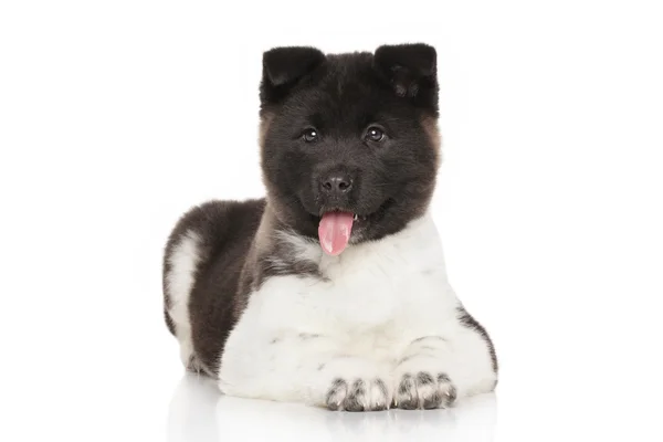 Akita cucciolo su sfondo bianco — Foto Stock