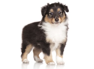 Beyaz arka plan üzerinde poz sığınak köpek yavrusu