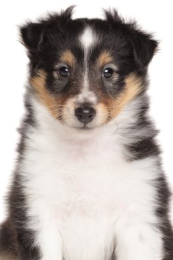 Shetland çoban köpeği köpek yavrusu portre