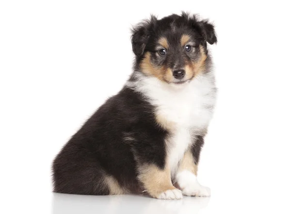 Sheltie pup op witte achtergrond — Stockfoto