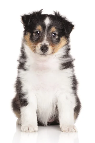 Sheltie pup op witte achtergrond — Stockfoto