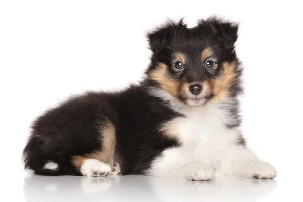 Shetland sheepdog pup — Stockfoto