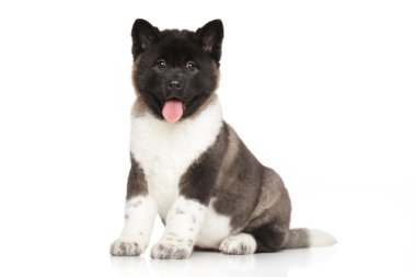 Amerikan akita köpek yavrusu