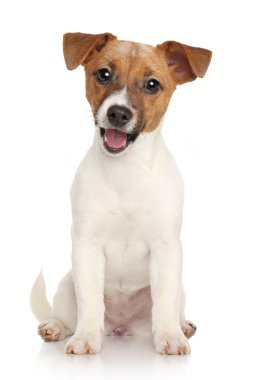Jack Russell terrier köpek yavrusu. Beyaz arka plan üzerinde portre