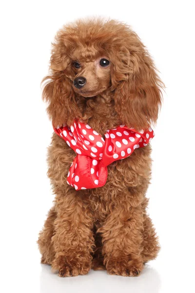 Poodle puppy in scarf — Stock Photo, Image