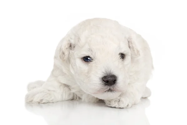 White poodle puppy — Stock Photo, Image