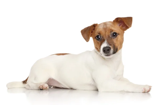 Jack Russell terrier yavrusu — Stok fotoğraf