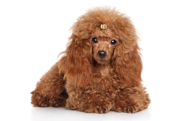 Red Toy Poodle cachorro — Foto de Stock