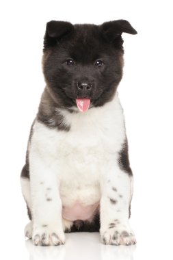 Amerikan akita köpek yavrusu