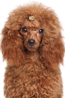 minyatür kaniş köpek yavrusu