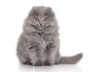 Highland İskoç Fold kedicik beyaz arka plan üzerinde