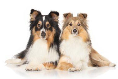 Shetland sheepdogs beyaz arka plan üzerinde