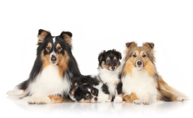 Köpek doğurmak sığınak