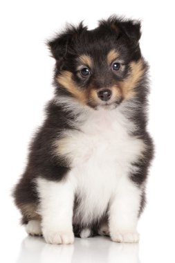 Beyaz arka plan üzerinde sığınak köpek yavrusu