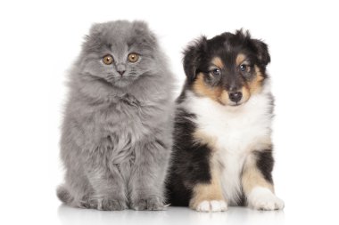yavru kedi ve köpek yavrusu beyaz zemin üzerine
