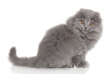 İskoç Highland kat yavru kedi