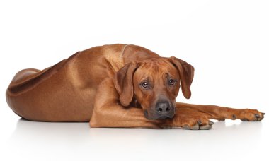 Rodezya ridgeback köpek
