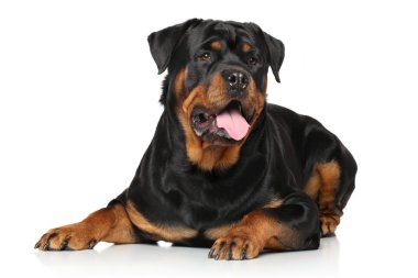 Beyaz arkaplanda Rottweiler köpeği