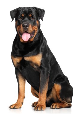 Beyaz arka plan önünde Rottweiler