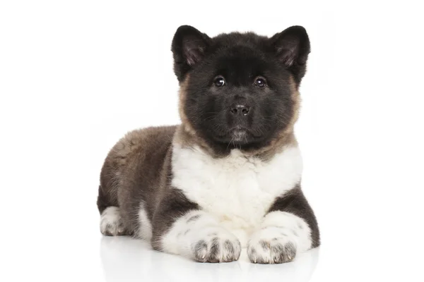 Amerikaanse akita pup — Stockfoto
