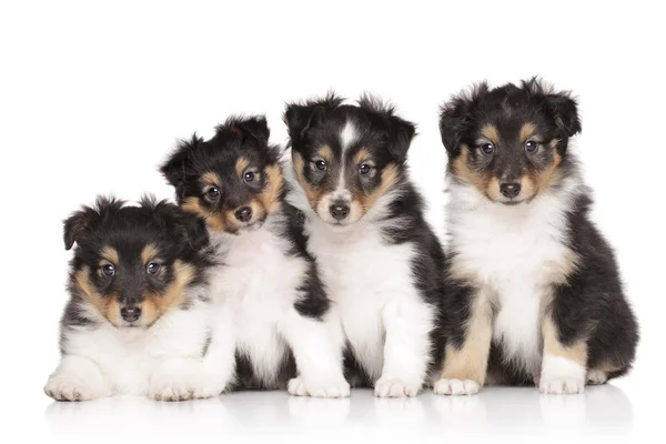 Groep van shelti pups — Stockfoto