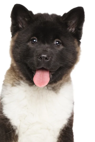 Retrato de cachorro americano Akita — Foto de Stock